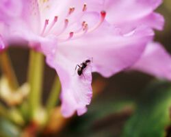 Ameise auf Blatt